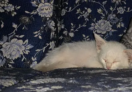 Beautiful kitten (female) just in 12,000 — photo 2