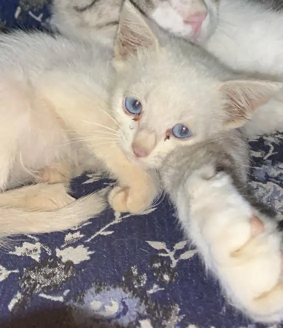 Beautiful kitten (female) just in 12,000 — photo 3