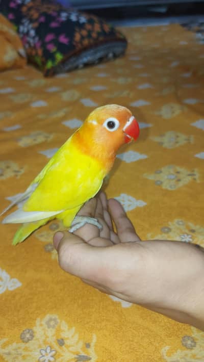 Hand Tamed Lutino Love Bird Bright Attractive Colour Bite Free