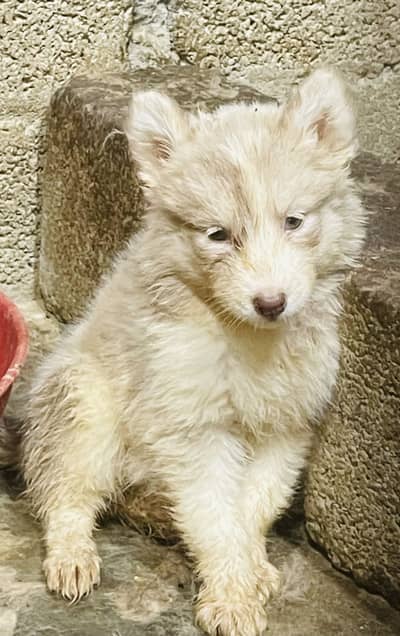 Siberian husky puppies