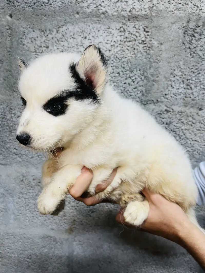 Siberian husky puppies — photo 2