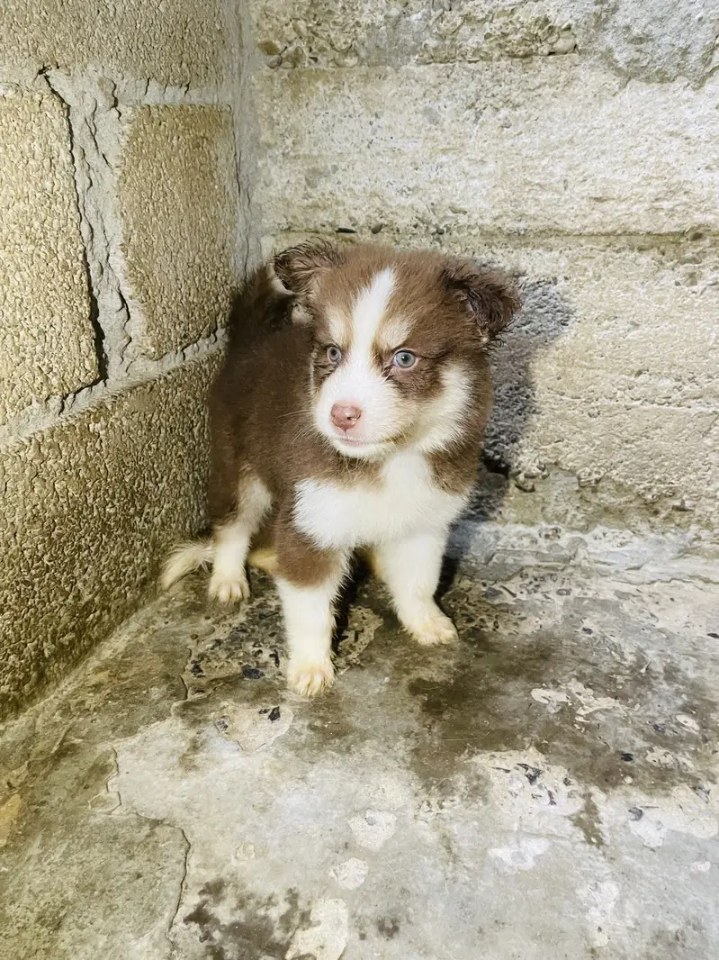 Siberian husky puppies — photo 3
