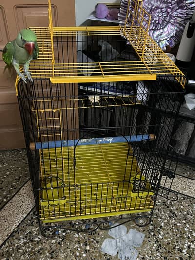 Raw parrot  with cage