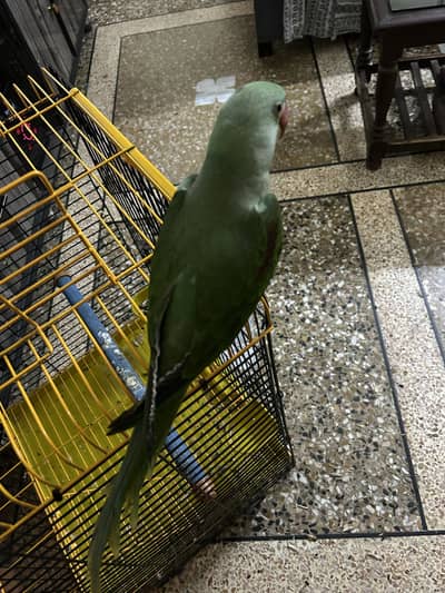 Raw parrot  with cage