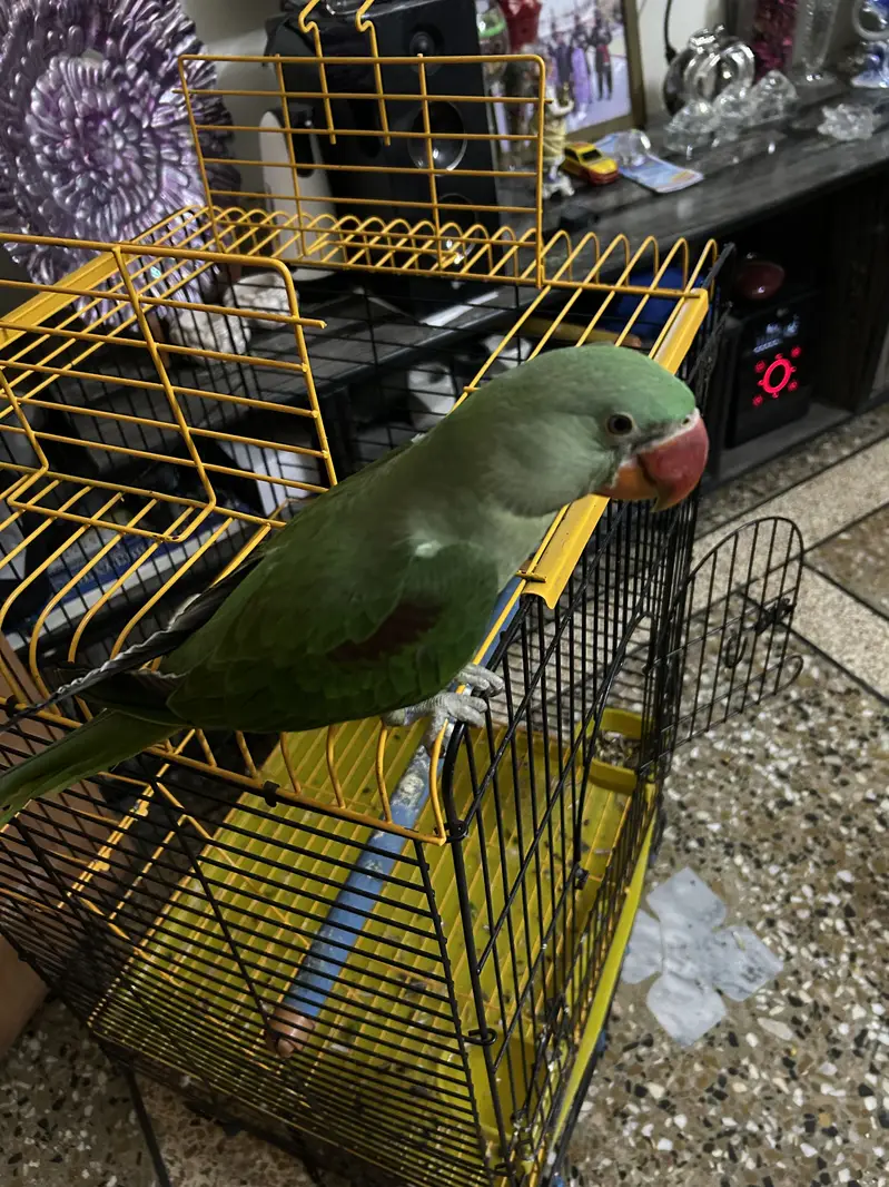 Raw parrot  with cage — photo 3