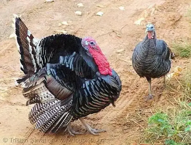 Turkey & Chicks