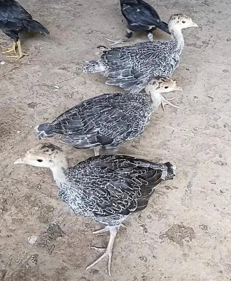 Turkey & Chicks — photo 2