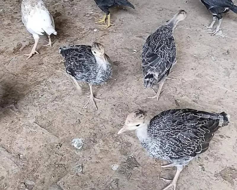 Turkey & Chicks 2
