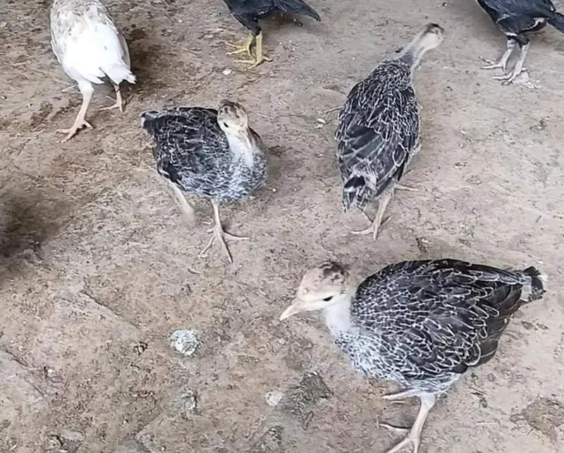 Turkey & Chicks — photo 3