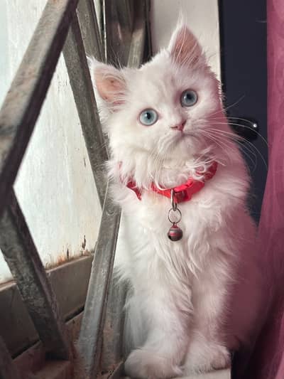 white persian cat blue eyes
