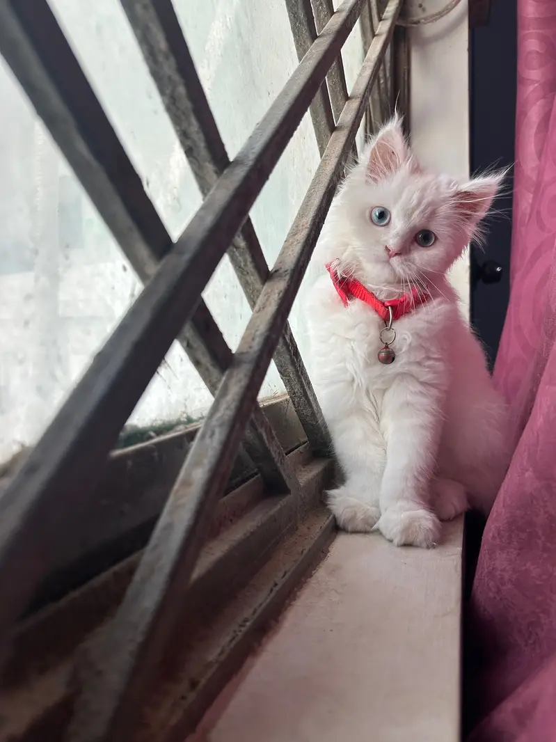 white persian cat blue eyes — photo 2