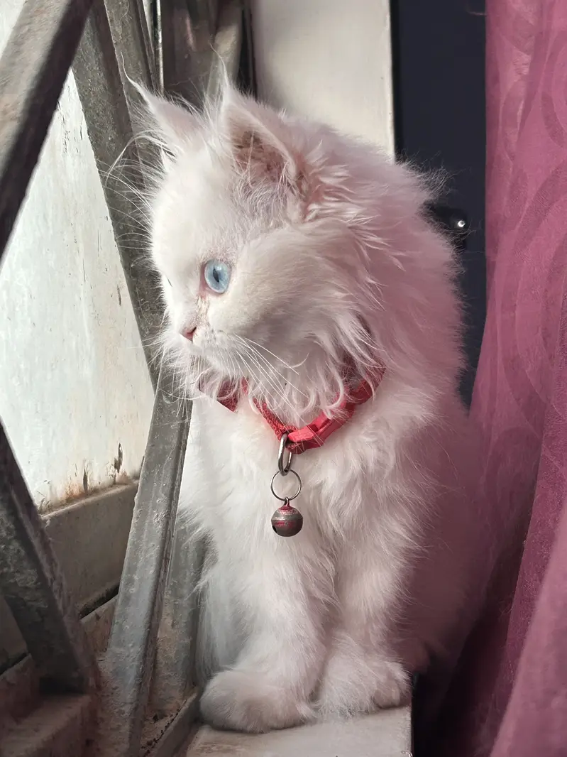 white persian cat blue eyes — photo 3
