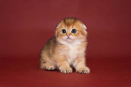 Scotish Fold Imported Kittens Avaliable