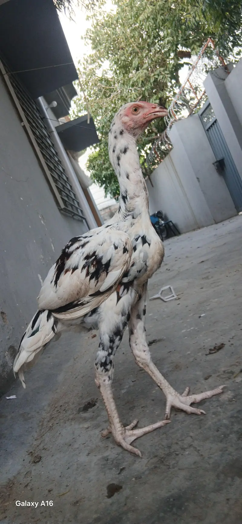 aseel cheeny pathy white nok nali — photo 2
