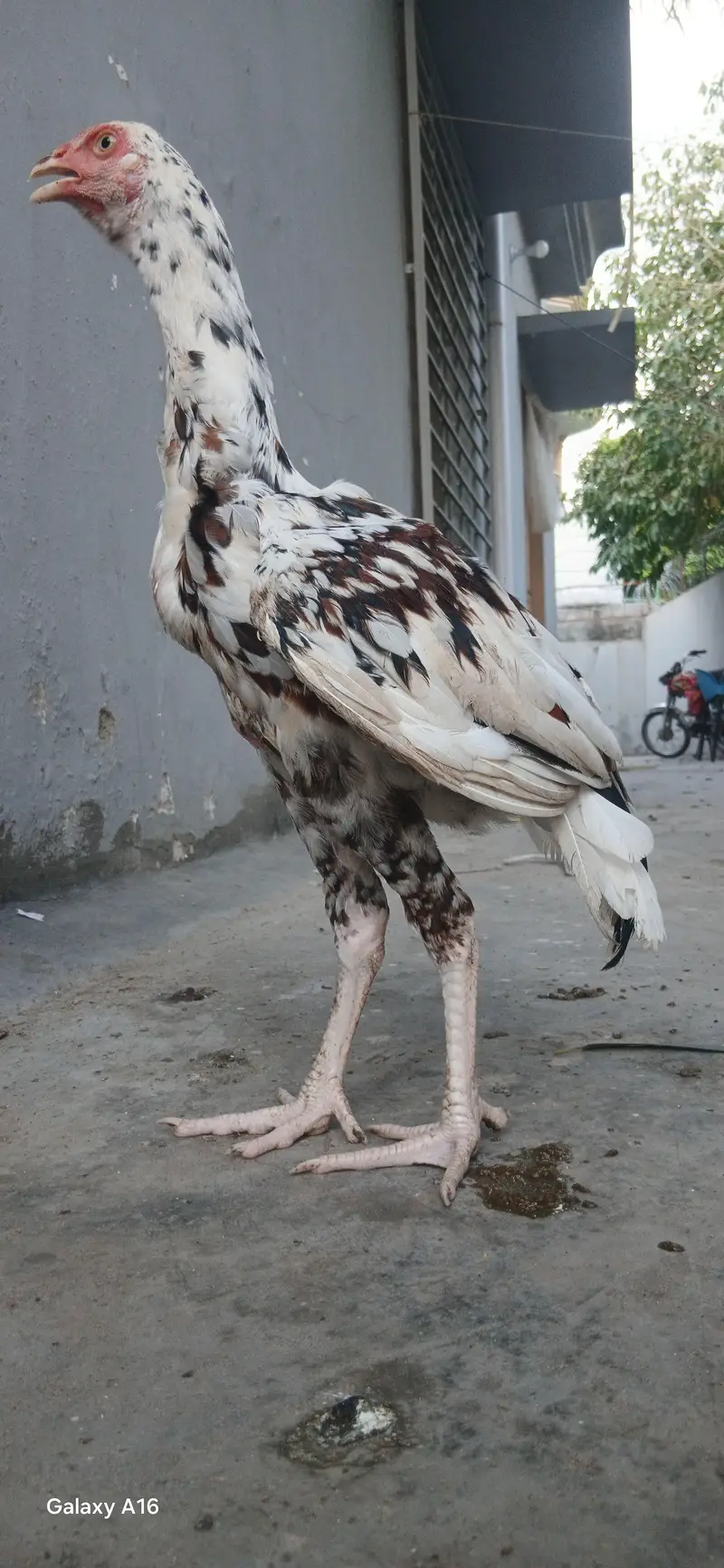 aseel cheeny pathy white nok nali — photo 3