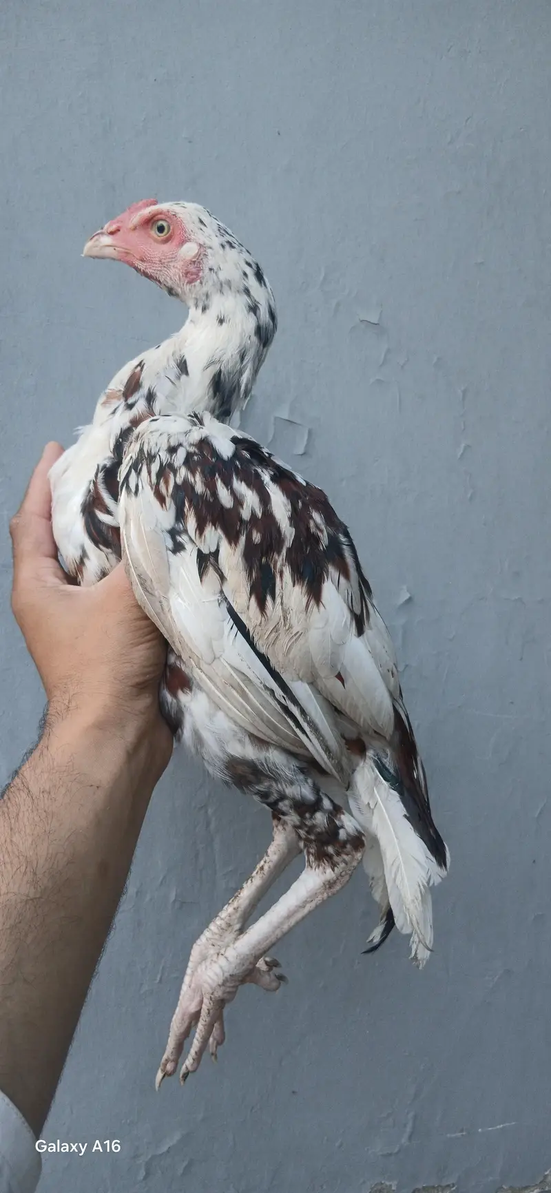 aseel cheeny pathy white nok nali — photo 4