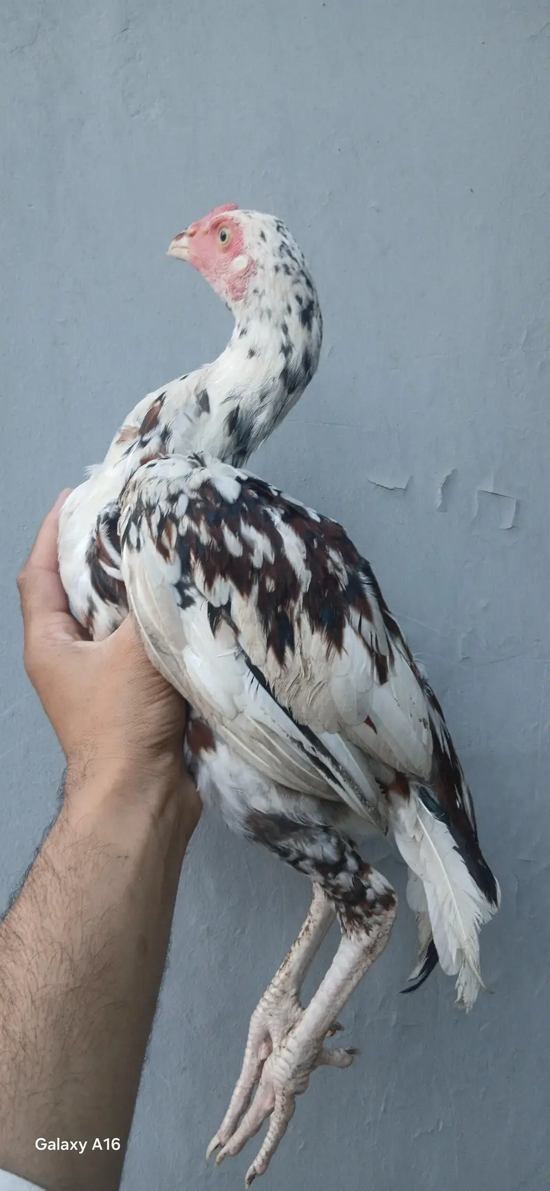 aseel cheeny pathy white nok nali — photo 6