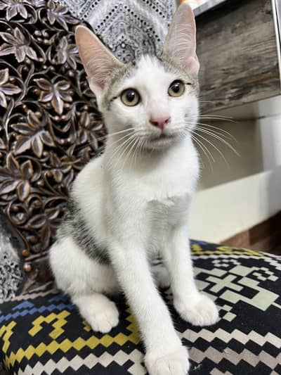 Kitten for adoption
