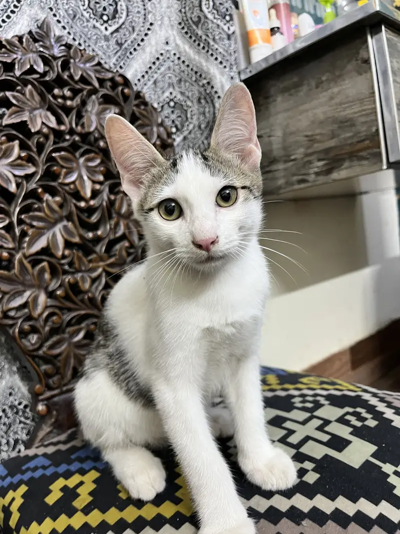Kitten for adoption — photo 2