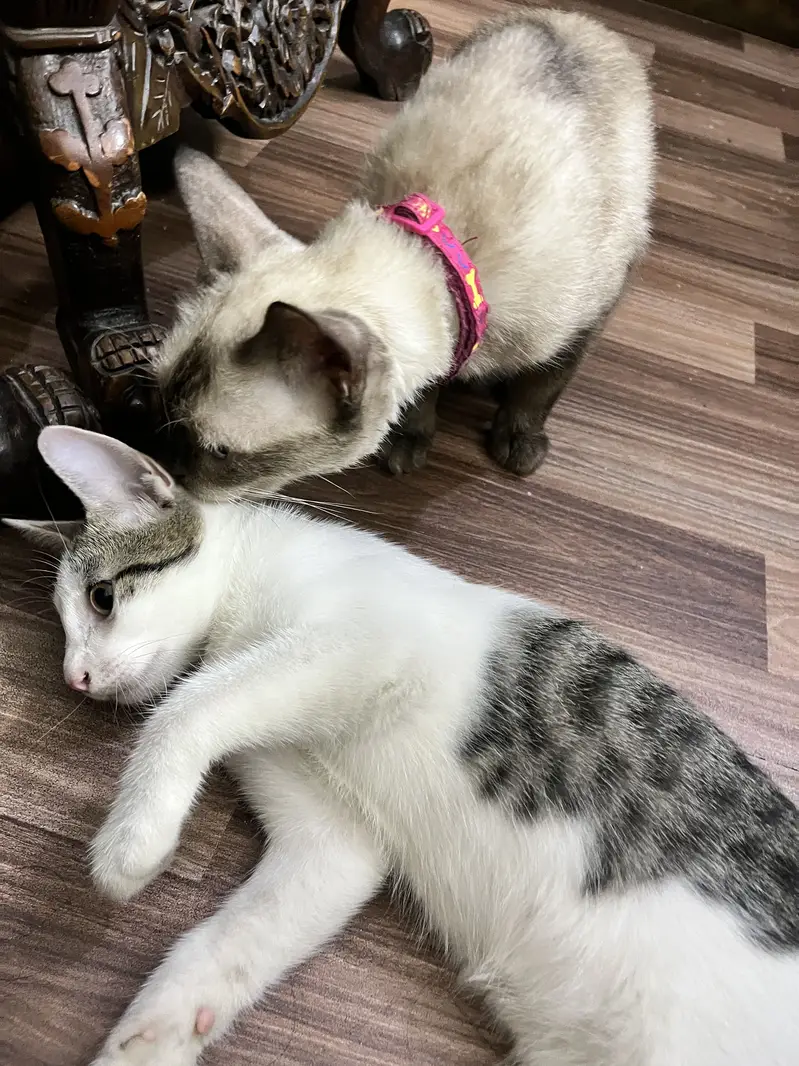 Kitten for adoption — photo 3