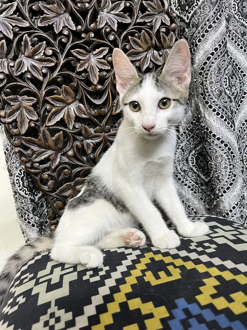 Kitten for adoption — photo 4
