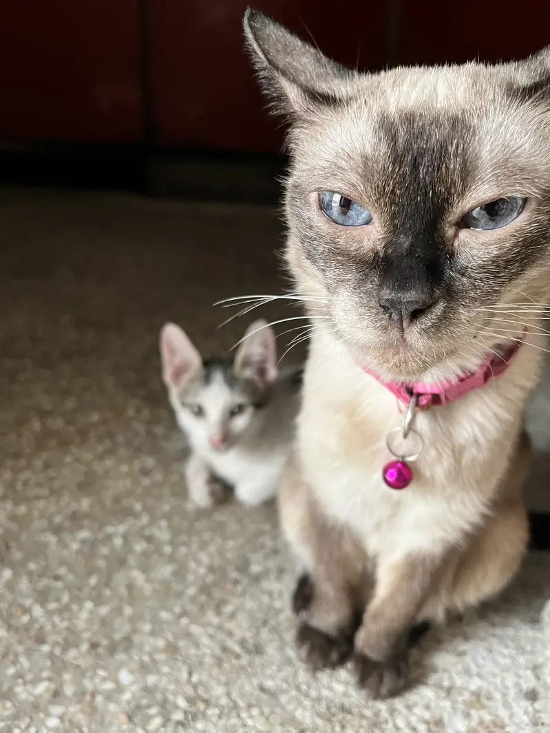 Kitten for adoption — photo 5