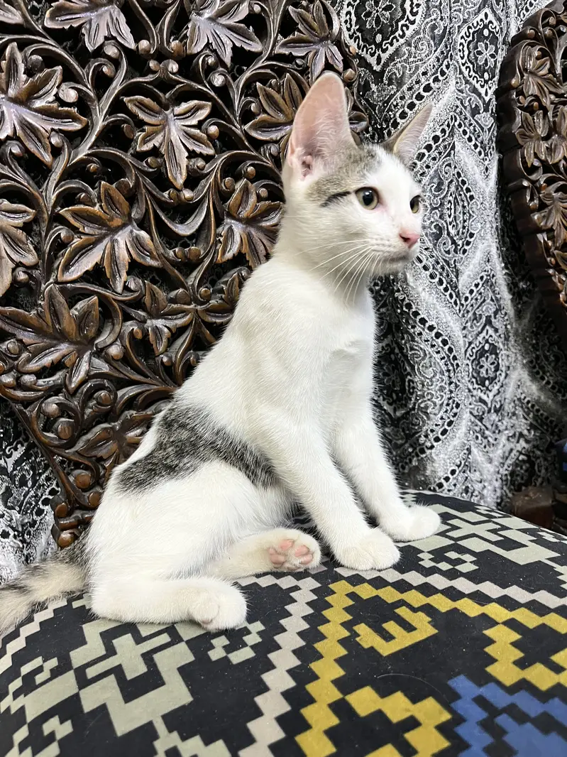 Kitten for adoption — photo 6