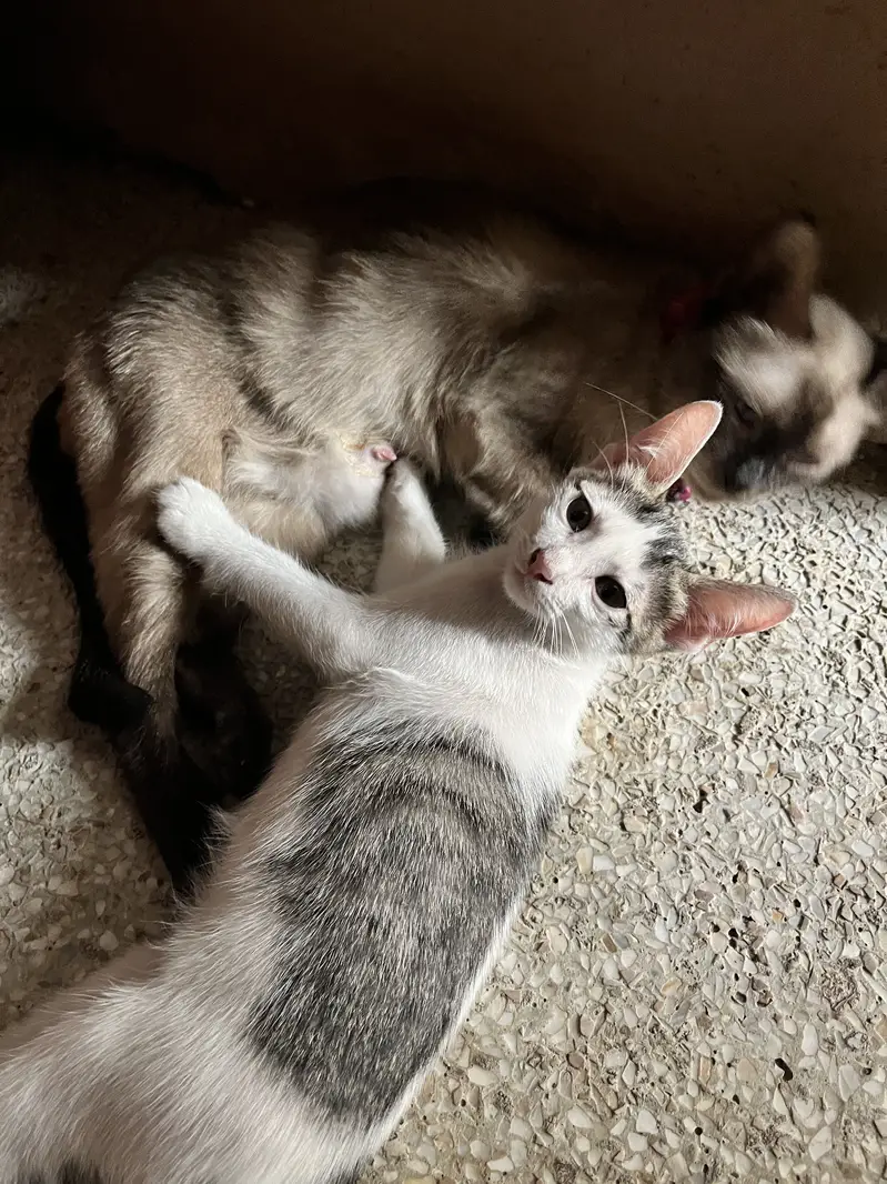 Kitten for adoption — photo 7