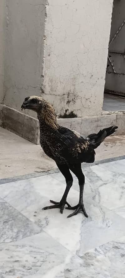 black kobra breed purre thii fiter bladline vvip black eyes nok nalii
