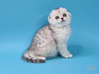 Scotish Fold Imported Kittens Available