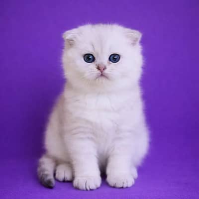 Scotish Fold Imported Kittens Available