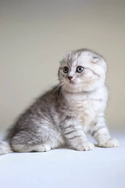 Scotish Fold Imported Kittens Available
