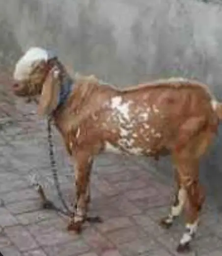 lal puri Bakra