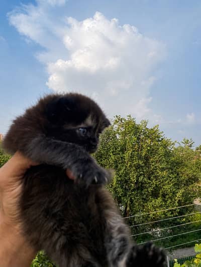 Mother with her kitten for sale