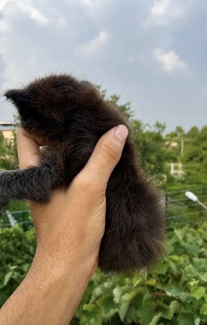 Mother with her kitten for sale — photo 3