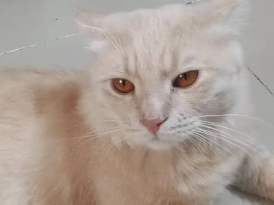 Beautiful Persian Turkish angora cat for sale