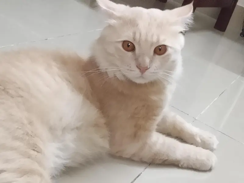 Beautiful Persian Turkish angora cat for sale — photo 2