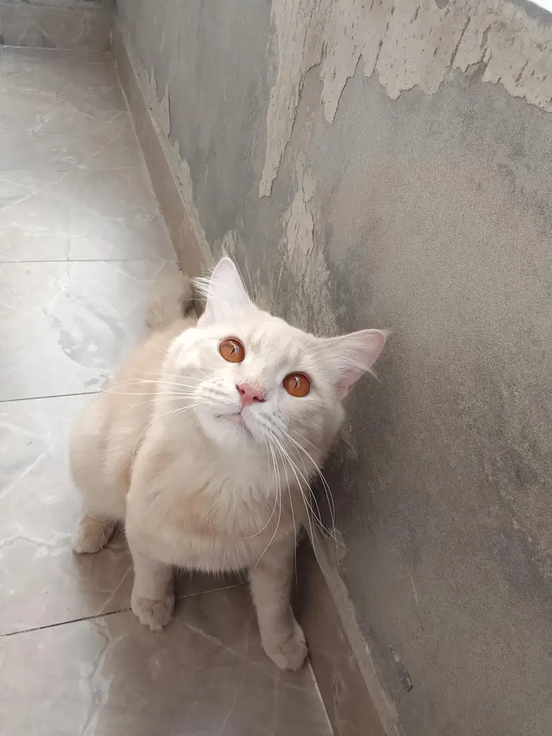 Beautiful Persian Turkish angora cat for sale — photo 4