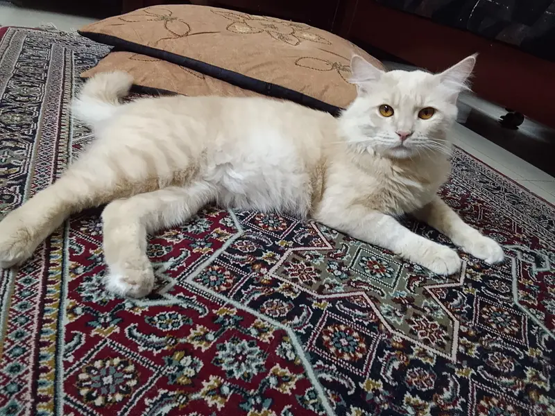 Beautiful Persian Turkish angora cat for sale — photo 5