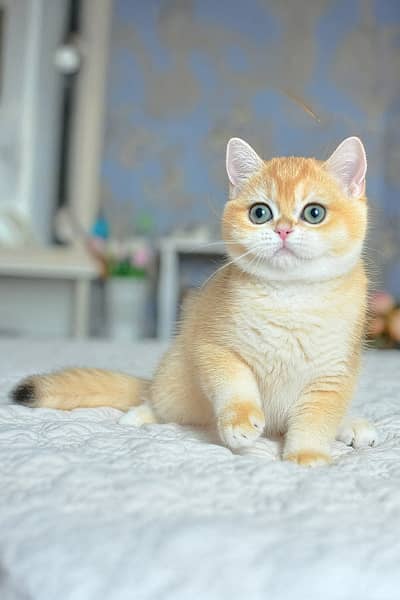 BRITISH SHORT HAIR IMPORTED KITTENS