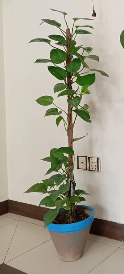 money plant