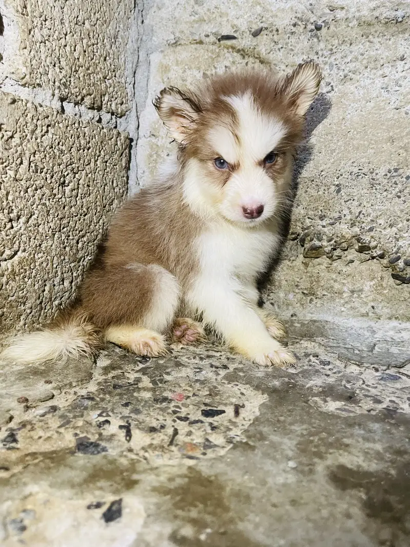Siberian husky puppies — photo 4