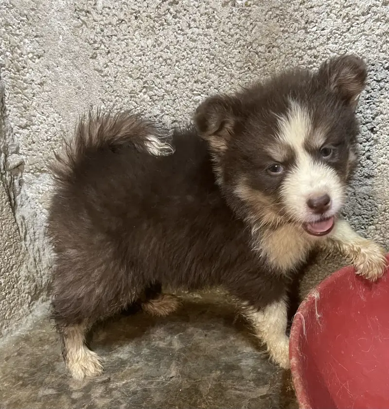 Siberian husky puppies — photo 5