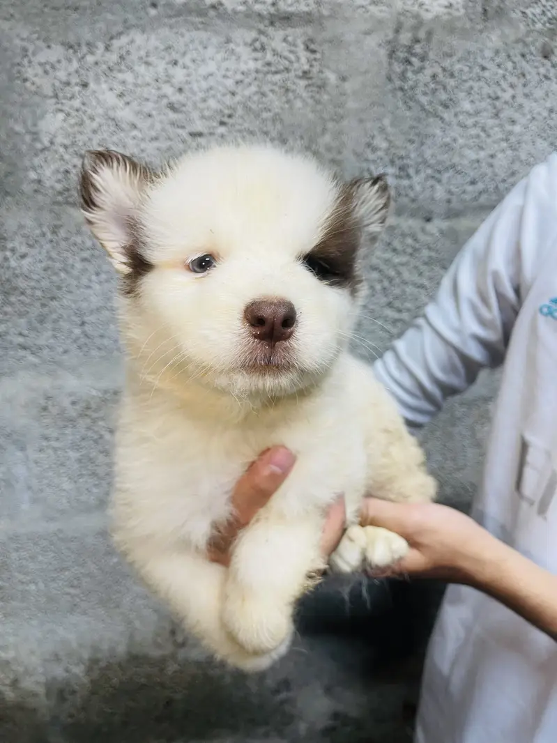 Siberian husky puppies — photo 6
