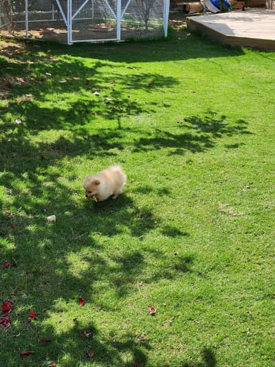 pomeranian male dog for sale