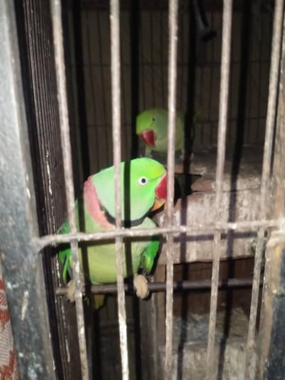 green parrot