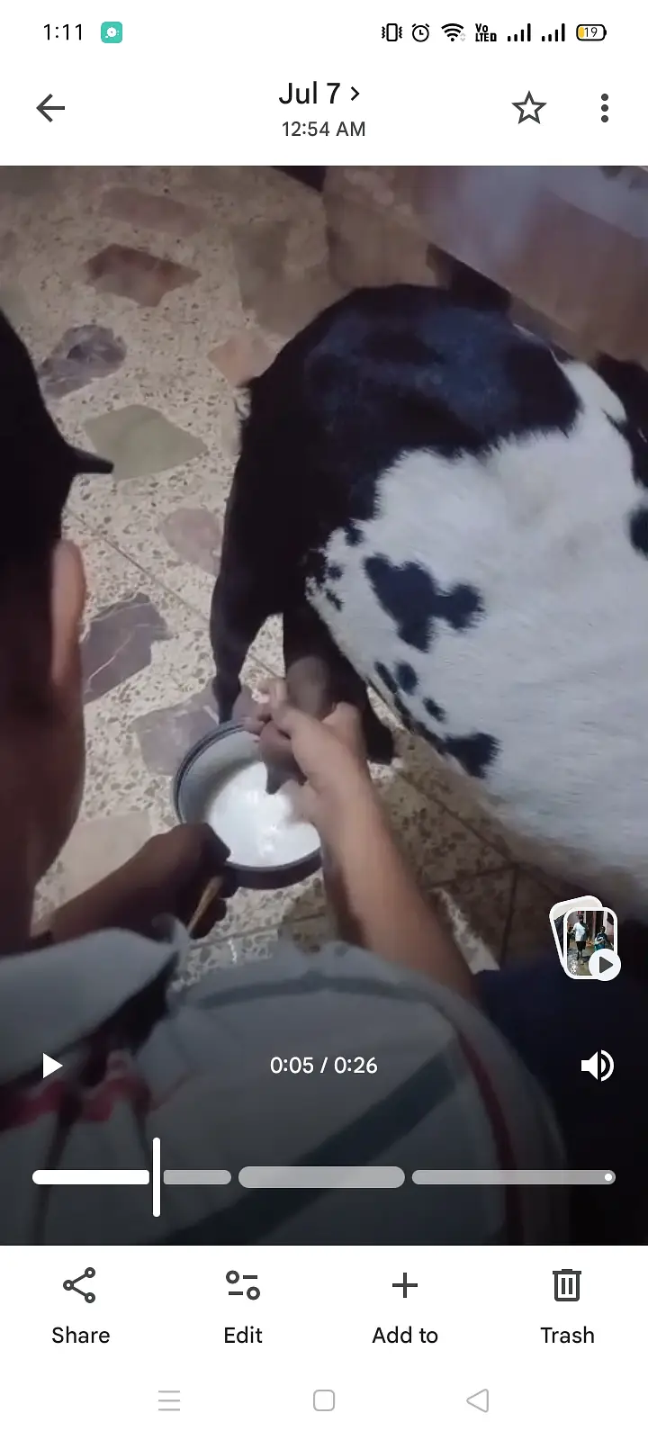 Dodh Wali Bakri for Sale — photo 3