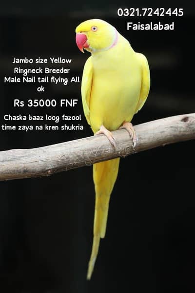 Yellow Breeder Male