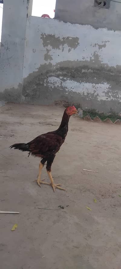 for sale