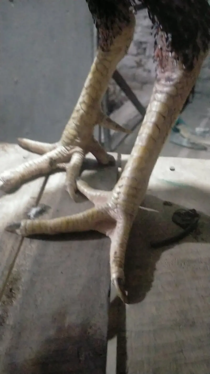 Pure Rampuri aseel old blood line aessl — photo 3